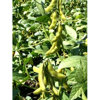 Соя на растении, зеленые стручки среди листьев - ТАЙГА