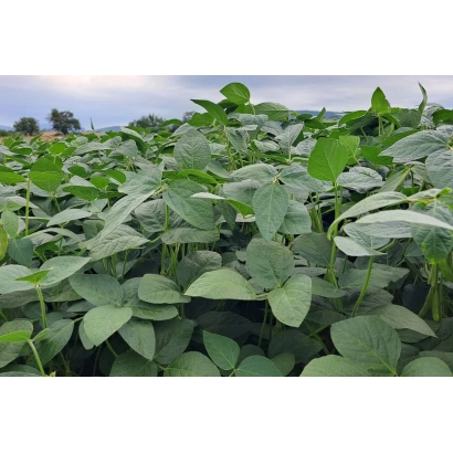 Поле соевых растений - ТЭРЦИА