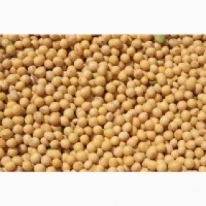 Соя на фоне - Терсия