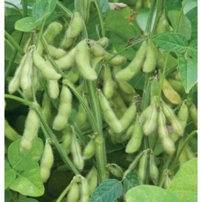 Соя на растении, зеленые стручки - Тиваз