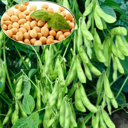 Soybeans in pods with grain in tray - USHI 6