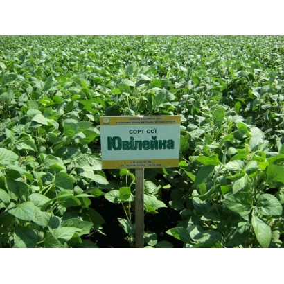 Знак с надписью Юбилейна на фоне соевого поля - Ювилейна