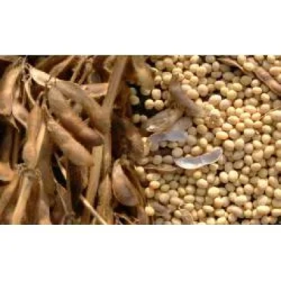 Соя в стручках і зернах - Васильківська