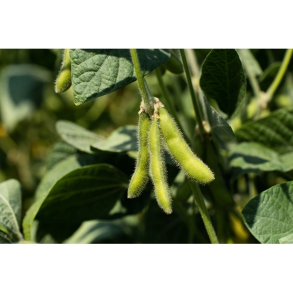 Зеленые стручки сои на растении - Весточка