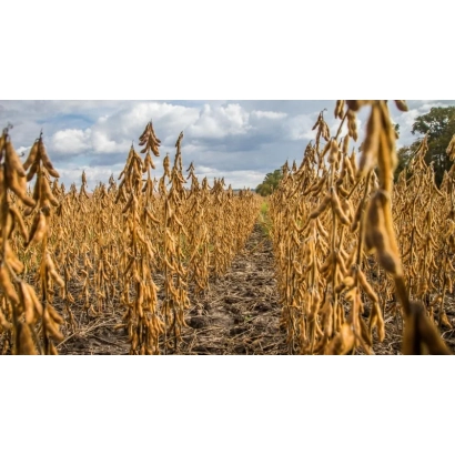 Поле соевых растений на фоне неба - Вольта