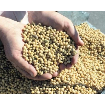 Руки держат соевые зерна на фоне насыпи сои - Ворскла