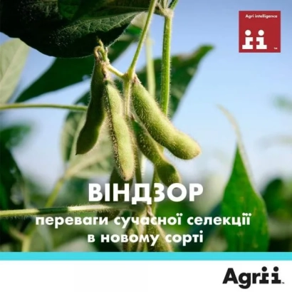 Соя сорта Віндзор на фоне листьев и стручков - Виндзор