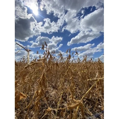 Поле сої під яскравим сонцем з хмарами на фоні - ЯКАРІ