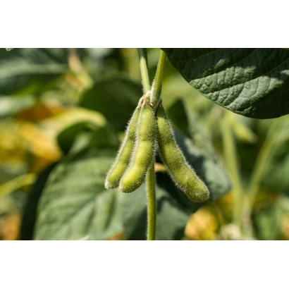 Соя на растении - Забава