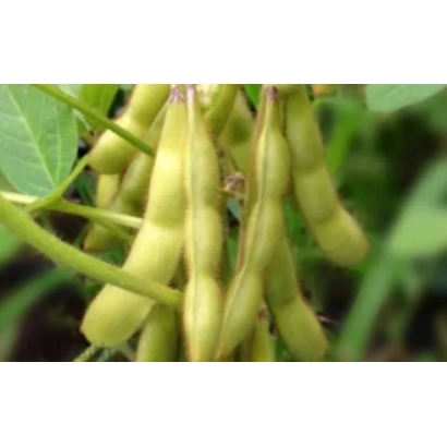 Соя на растении, зеленые стручки - Золотистая