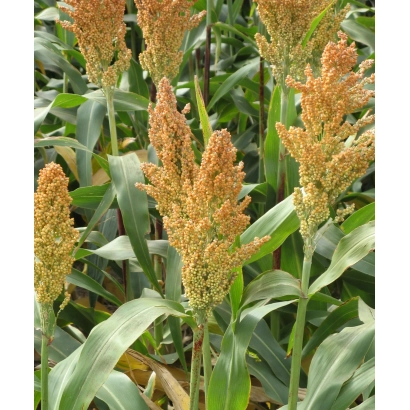 Сорго в полі, дозрілі колоски на фоні зелених листків - А 63