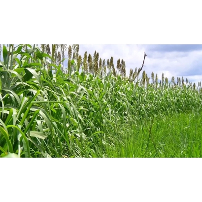 Поле сорго с высокими стеблями и метелками на фоне голубого неба - Альтура