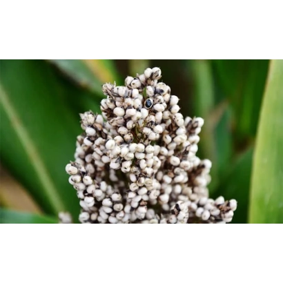 Сорго на зеленом фоне - АЛБАНУС