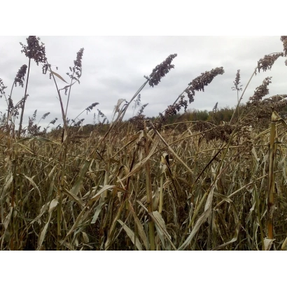 Поле суржика на фоне неба - Аметист