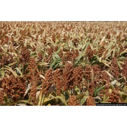 Поле сорго зрілими колосками - АМІГГО