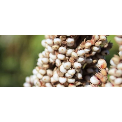 Сорго в стадії дозрівання на фоні поля - АРАБЕСК