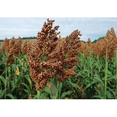 Поле сорго зріле з великими колосами на фоні неба - АРЕЛЬДО