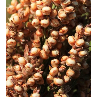 Сорго в стадії дозрівання, зернята на колосі - Аркан