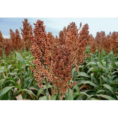 Поле сорго с крупными колосами на фоне неба - АРФРИО