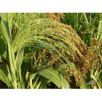 Сорго Ярона на полі