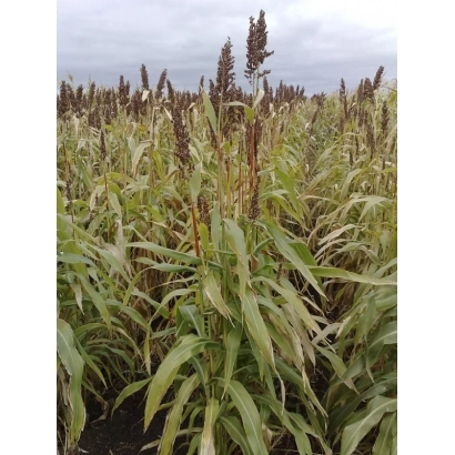 Поле сорго с высокими стеблями и метелками на фоне пасмурного неба - АСП 21