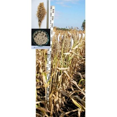 Сорго АСП 25 | ASP 25 на фоне поля с меткой высоты
