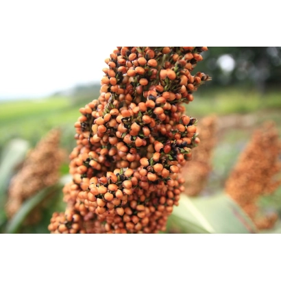 Sorghum in field, close-up of ear - ASSISTENT