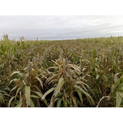 Поле с сорго на фоне пасмурного неба - АВАНС