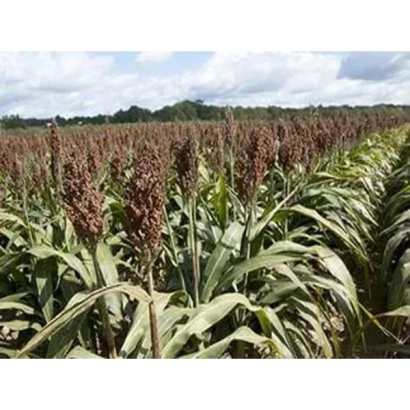 Поле сорго на фоне неба - Балто КС