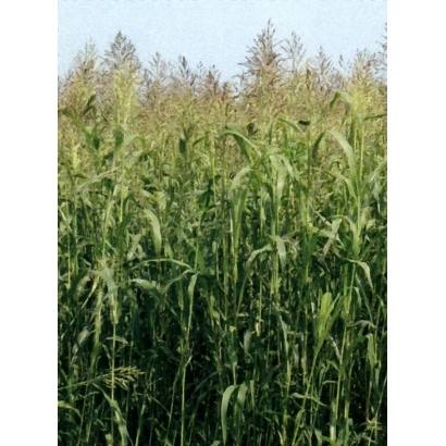 Поле с сорго на фоне голубого неба - Болдинский