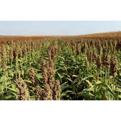 Поле сорго Бригга в цвету