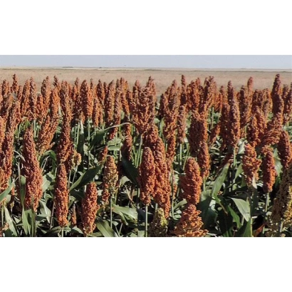 Поле сорго с созревшими колосками на фоне неба - Даш Е