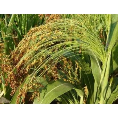 Зрелые колосья сорго на фоне зелёных листьев - Днипрельстан