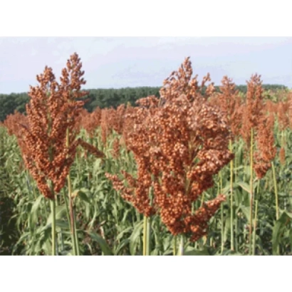 Поле сорго Домінатор з червоними колосками на фоні лісу