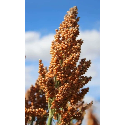 Сорго на фоні блакитного неба - ЕС ФОЕН