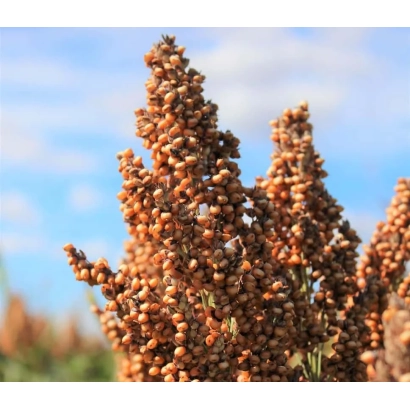 Сорго на фоне неба - ЕС МОНСУН