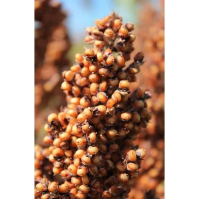 Сорго на фоне неба - ЕС ВИЛЛИ