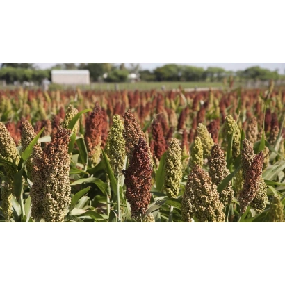 Поле сорго Факир с красными и зелёными початками