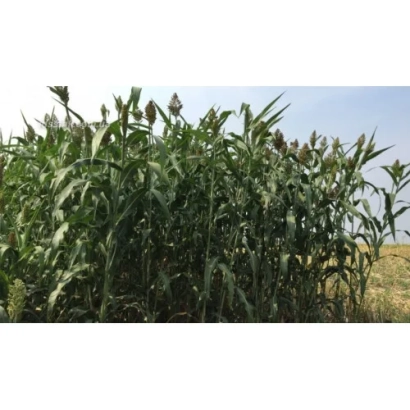 Поле з сорго на фоні неба - Фаворит