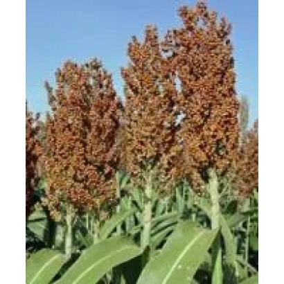 Поле сорго ФРИСКЕТ | FRISCAT на фоні блакитного неба