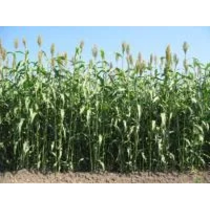 Поле сорго Галія на фоні блакитного неба