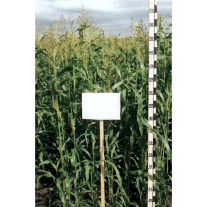 Sorghum field plot with white signboard and measuring scale - HOPPER