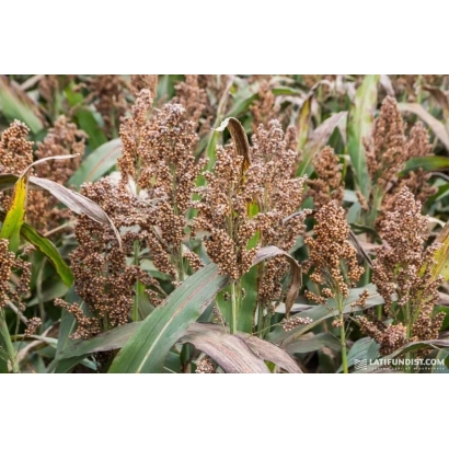 Сорго в полі, дозрілі колоса на фоні зелених листків - ІГГОРЬ