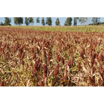 Поле сорго КАМЕЛИК на фоне деревьев