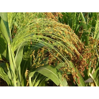 Сорго на поле, зрелые колоса - КАМЫШИНСКОЕ 31