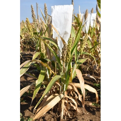 Sorghum plant with white label in field - KAMYSHINSKOE 7