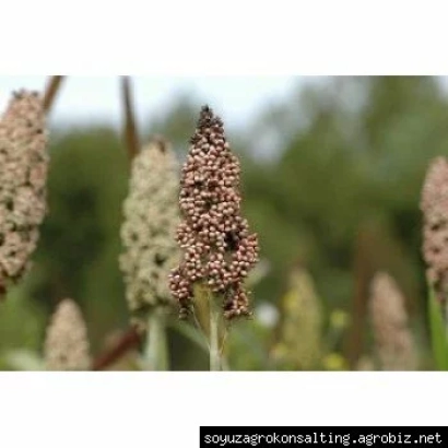 Сорго на поле, видны колоски растения - Косо