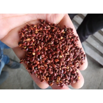 Красный янтарь — зерно сорго в ладони