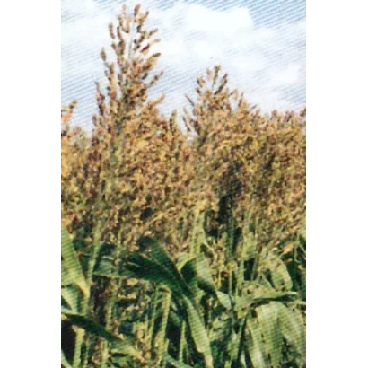 Поле сорго под голубым небом - КРЕПЫШ