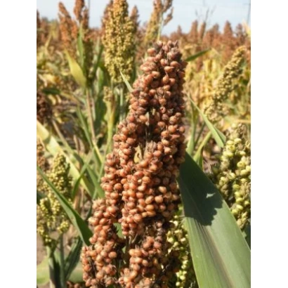 Сорго КРЫМДАР 10 на поле